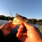 Окунь на отводной! Спокойная рыбалка вечером на озере, спиннинг