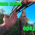 Рыбалка на реке Оредеж. Ловля окуня в июле.