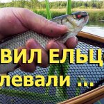 Ловил ельцов, а клевали... Снасть тенкара. Поиск рыбы на реке.