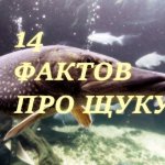 14 фактов про щуку! Это должен знать каждый! Лови с умом!