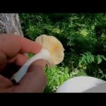 Лес переполнен грибами, косим лисички!