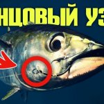 Как надёжно привязать крючок, вертлюжок к леске либо к плетёнке? "ТУНЦОВЫЙ" УЗЕЛ