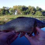 Ловля КАРПА и КАРАСЯ на пруду на КУКУРУЗУ И ЧЕРВЯ 2017