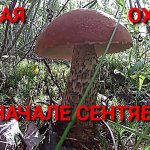 Тихая охота в начале сентября