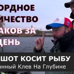Рыбалка-Огонь! Дневная раздача судаков на дроп-шот в условиях шторма. [Трудовая рыбалка].