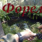 Ловля форели.  Дикая ручьевая форель ( пеструшка ).  Воблер на форель.