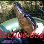Ловля щуки осенью.  Твичинг Минноу .  Браконьерские сети