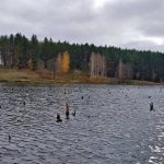 Ловля щуки в лютом коряжнике осенью, Рыбалка на спиннинг 2019