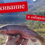 Выживание в Сибирской тайге