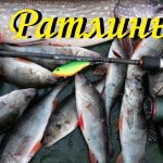 Ратлины косят окуня ! Ловля окуня на ратлины перед ледоставом !