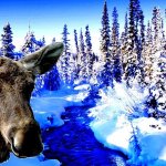 24 ЧАСА В ЛЕСУ строю каркас для таёжной хижины. 4 часть