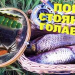 ПОИСК СТОЯНОК ГОЛАВЛЯ. Ловля голавля нахлыстом. Голавль на жука. Голавль на кузнечика.