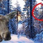 Постройка охотничье-рыбацкого зимовья. Часть 1 - каркас