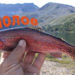Самолов для Форели. Рыбалка в горах Кузнецкого Алатау