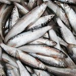 Ловим Улаганскую Пелядь в Горном Алтае