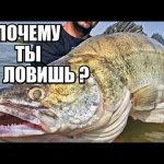Рыбалка на Спиннинг —почему ТЫ НЕ ЛОВИШЬ РЫБУ! Судак на НАРОДНЫЕ ПРИМАНКИ.