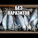 Как ЗАВЯЛИТЬ РЫБУ. Сушеная Рыба. Безопасный Способ Засолки Таранки.