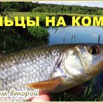 Рыбалка на ельца. Мушка комарик и способ ловли. Два года спустя, или то же место, та же мушка!