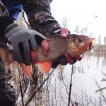 ЯЗЬ ВЫШЕЛ НА КОРМЕЖКУ ПОСЛЕ ЗИМЫ. ХОРОШЕЕ ОТКРЫТИЕ СЕЗОНА ЖИДКОЙ ВОДЫ. ВЕСЕННЯЯ РЫБАЛКА 2020.