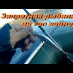 Ловля щуки на спиннинг весной.  Лучшие воблеры на щуку с Алиэкспресс