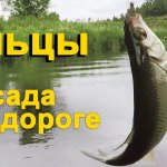 Ельцы. Поиск новых рыболовных мест. Засада на дороге.