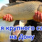 Вот какие КАБАНЫ клюют на Дону. Бешеный клев!