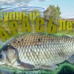 Поклёвка Крупного КАРАСЯ летом в жару +33