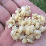 Прикормка из перловки на карася. Рецепты приготовления