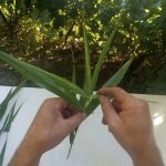 Как правильно сделать насадку из камыша для ловли амура.