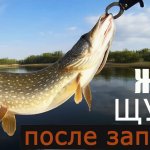 ЛОВЛЯ ЩУКИ после ЗАПРЕТА! Джиг на Ахтубе в МОШКУ.