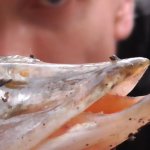 Рыбалка. ЩУКА любит ЭТО! Ловля щуки на живца поплавочной удочкой