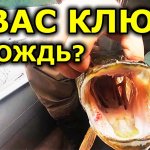Рыбалка в августе 2020. Рыбалка в дождь на щуку