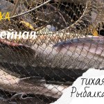 Трофейная рыбалка | очень много рыбы