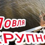 Ловля КРУПНОГО сазана в АХТУБЕ. Попали на ЖОР САЗАНА.