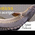 Осетры на селедку | поплавок крупным планом