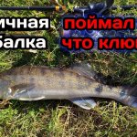 НЕ ЗРЯ ПРОШЕЛ СТОЛЬКО ПО БЕРЕГУ! Ловля щуки и судака на джиг. Рыбалка на реке.
