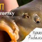 Карп на креветку | отчёт о рыбалке на карпа