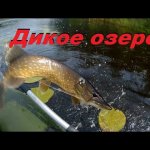Ловля щуки и окуня на воблеры , твичинг , воблеры с Алиэкспресс . Жор на лесном озере.