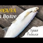 Рыбалка на Волге | Клюет без остановки!