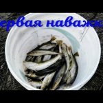 Первая наважка