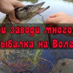 В этой заводи много щуки. Разделывают новый воблер. Рыбалка на Волге.