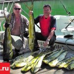 Рыбалка в Мексике.  Ривьера Майя, Пуэрто Авентурас, дорадо.