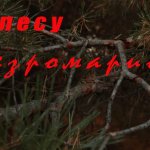 В лесу Безромарио.  Эмбиент.????????????????????