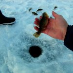 ХОРОШИЕ РОТАНЫ БЬЮТ КАК ЩУКА на ЛЕСНОМ ОЗЕРЕ - РЫБАЛКА С ДРУЗЬЯМИ
