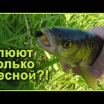 Клюют только весной?! Ловля голавлей нахлыстовой снастью на малой реке. Подбор мушки в течение дня.