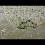 УЖАС, что я поймал?  I was fishing for shrimp. The horror that I caught