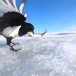 Скрытая камера на сорок и ворон