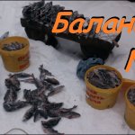 Много окуня зимой не бывает ! Ловля хорошего окуня на балансир Rapala - жаба