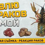 Ставлю раколовку под лёд! Реально ли поймать рака зимой? Как реагирует рак на чеснок и печень