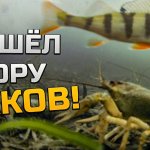 Где раки зимуют?! Огромная гора раков! Моменты поклёвки и реакция рыбы на мормышку. Подводные съёмки